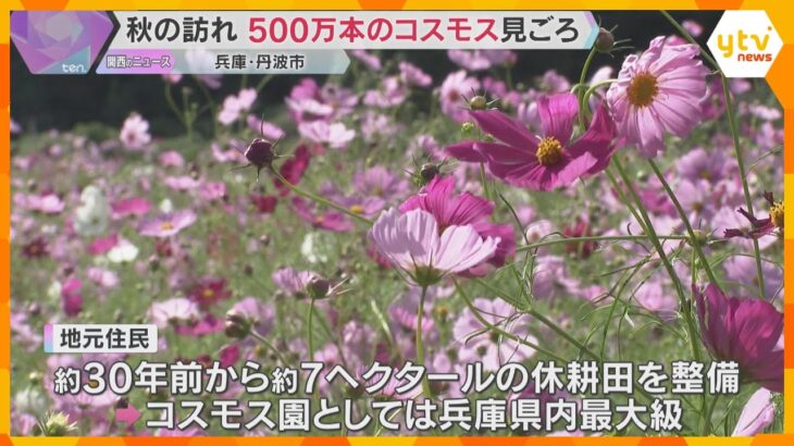 秋風に揺れる500万本　休耕田に咲く色とりどりのコスモスが見ごろ　兵庫・丹波市