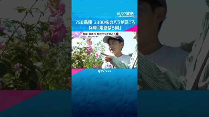 国内外の750品種、3300株のバラが見ごろ 例年より1週間ほど遅れるも園内に甘い香り 兵庫 #shorts #読売テレビニュース
