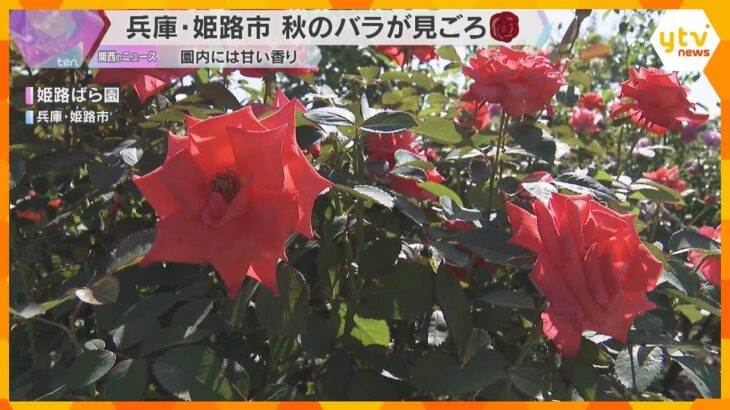 国内外の750品種、3300株のバラが見ごろ 例年より1週間ほど遅れるも園内に甘い香り 兵庫