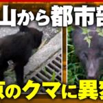 【異変】「圏央道近くまで」東京の民家にクマ…出没多発ポイントで何が起きている？追跡調査｜ABEMA的ニュースショー