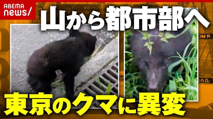 【異変】「圏央道近くまで」東京の民家にクマ…出没多発ポイントで何が起きている？追跡調査｜ABEMA的ニュースショー