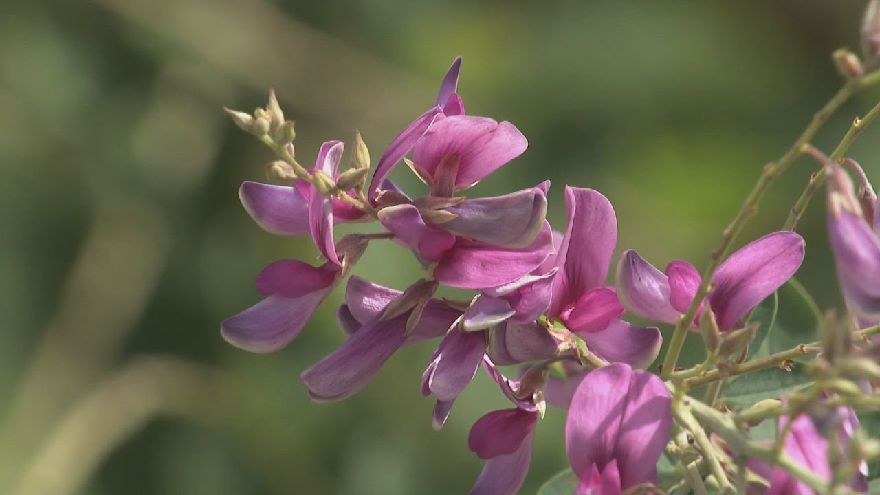 やっと秋来た　ハギの花が見頃　長浜の寺