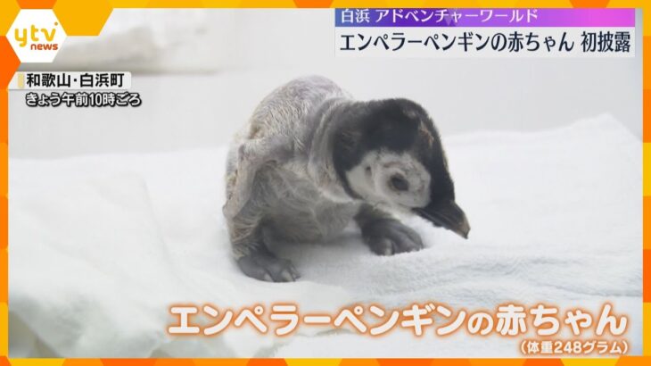 エンペラーペンギンの赤ちゃんお披露目　飼育員は『親のフリ』して飼育　白浜アドベンチャーワールド