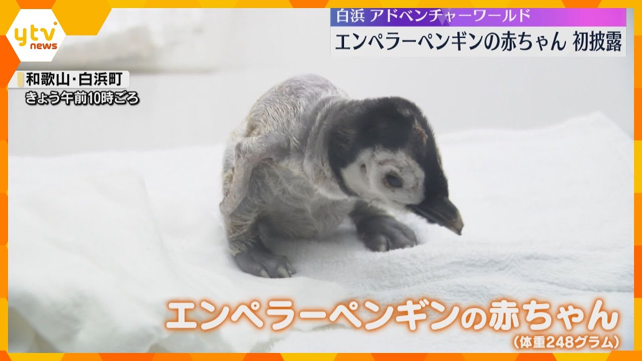 エンペラーペンギンの赤ちゃんお披露目　飼育員は『親のフリ』して飼育　白浜アドベンチャーワールド