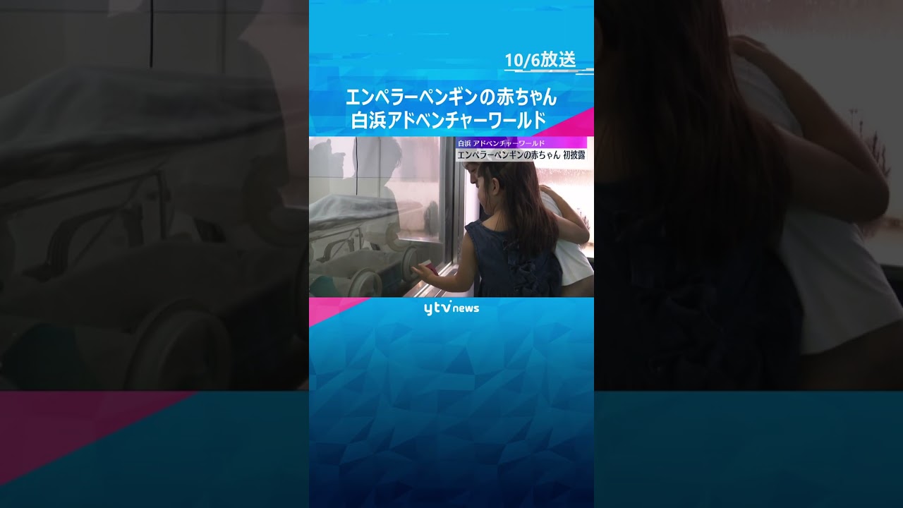 エンペラーペンギンの赤ちゃんお披露目　飼育員は『親のフリ』して飼育　白浜アドベンチャーワールド #shorts #読売テレビニュース