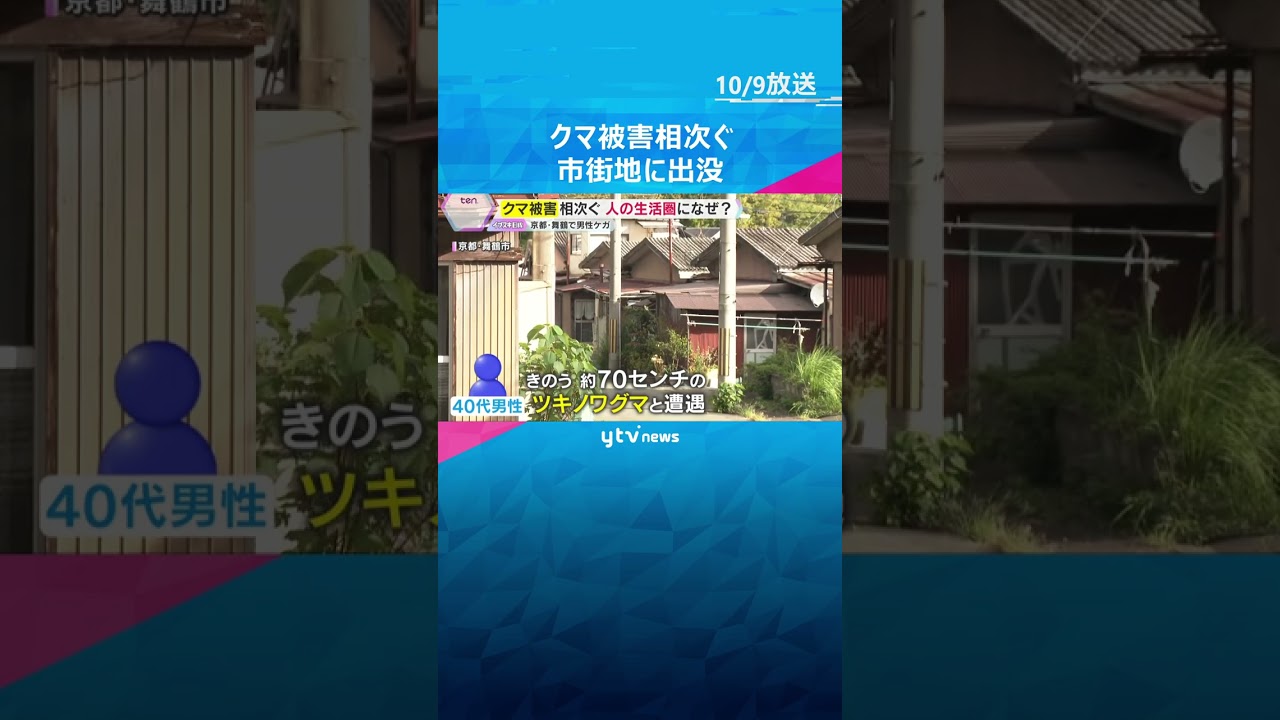 関西の市街地でクマ被害　京都・舞鶴市で男性が体長70センチのツキノワグマに引っかかれ軽傷　警戒続く　#shorts #読売テレビニュース