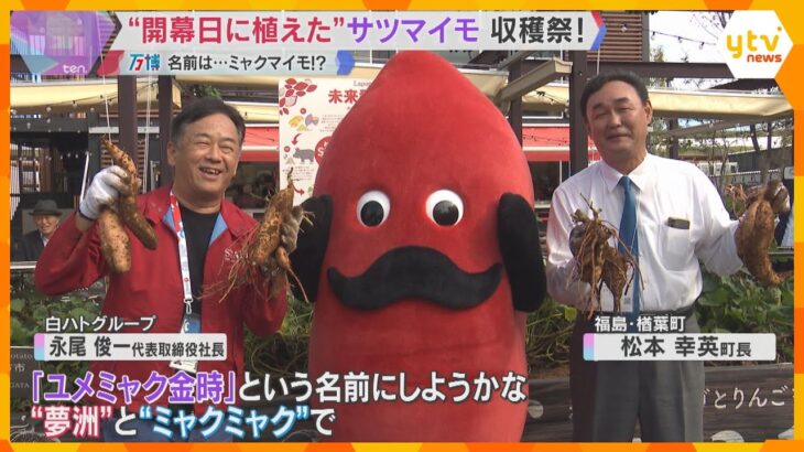 【万博】会場でサツマイモ収穫　開幕日に植えた福島・楢葉町の苗が大きく育つ　気になるネーミングは？