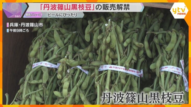 大粒でホクホクの食感に甘味とコク　特産『丹波篠山黒枝豆』販売解禁　収穫できるのはわずか3週間ほど