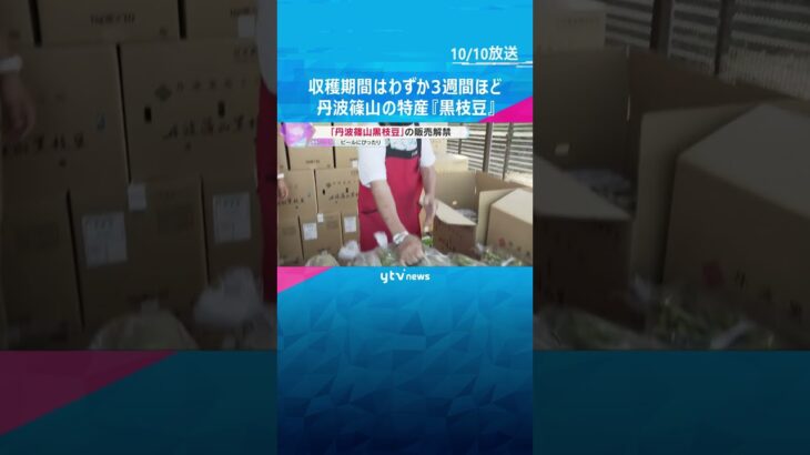 大粒でホクホクの食感に甘味とコク　特産『丹波篠山黒枝豆』販売解禁　収穫できるのはわずか3週間ほど #shorts #読売テレビニュース