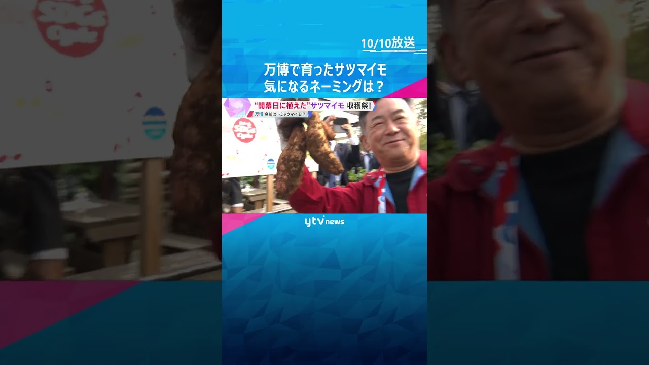 万博会場でサツマイモ収穫　開幕日に植えた福島・楢葉町の苗が大きく育つ　気になるネーミングは？ #shorts #読売テレビニュース