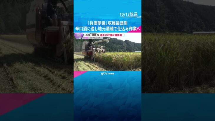 大粒で病気に強い酒米「兵庫夢錦」収穫最盛期　辛口の酒に適し地元酒蔵で仕込み作業へ　兵庫・姫路市#shorts #読売テレビニュース
