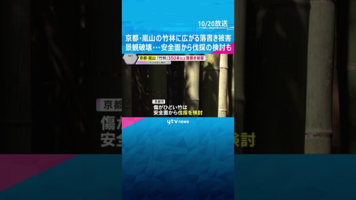 『思い出は心に刻んで』京都・嵐山の名所『竹林の小径』で落書き被害増加　安全面から伐採検討も #shorts #読売テレビニュース
