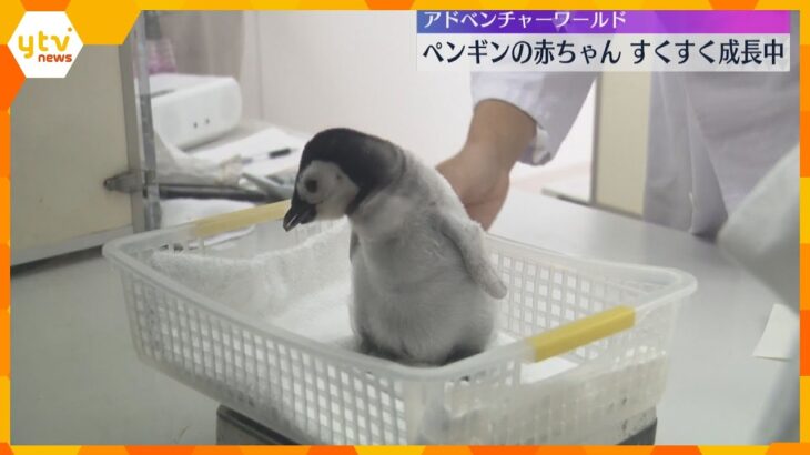 世界最大「エンペラーペンギン」の赤ちゃん　育ての親・飼育員の元を離れ親元で生活へ　和歌山・白浜町