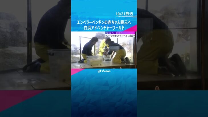 世界最大「エンペラーペンギン」の赤ちゃん　育ての親・飼育員の元を離れ親元で生活へ　和歌山・白浜町#shorts　#読売テレビニュース