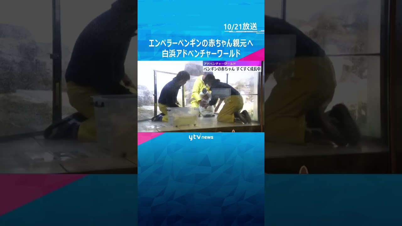 世界最大「エンペラーペンギン」の赤ちゃん　育ての親・飼育員の元を離れ親元で生活へ　和歌山・白浜町#shorts　#読売テレビニュース