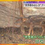世界一小さなシカ「プーズー」の赤ちゃん 神戸どうぶつ王国ですくすく成長