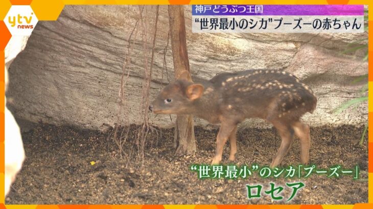 世界一小さなシカ「プーズー」の赤ちゃん　神戸どうぶつ王国ですくすく成長　