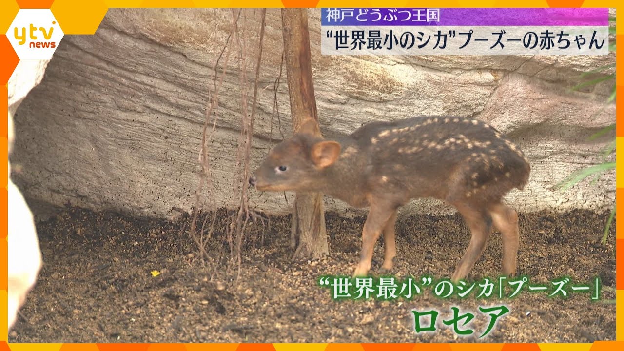 世界一小さなシカ「プーズー」の赤ちゃん　神戸どうぶつ王国ですくすく成長　
