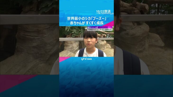 世界一小さなシカ「プーズー」の赤ちゃん　神戸どうぶつ王国ですくすく成長　#shorts #読売テレビニュース