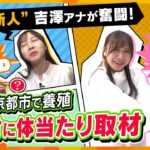 “海なし”京都市で養殖 京都海老に新人・吉澤アナが体当たり取材【ZIP!かんさい】