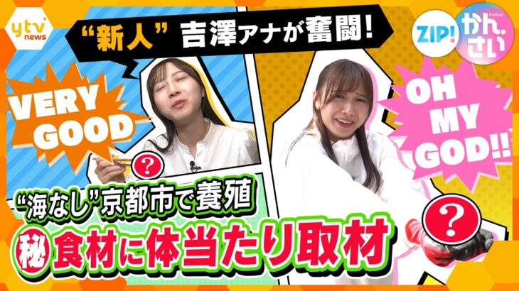 “海なし”京都市で養殖 京都海老に新人・吉澤アナが体当たり取材【ZIP!かんさい】
