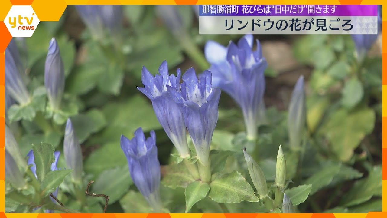 青紫色の可憐な花「りんどう」が見ごろ　妙法山・阿弥蛇寺の境内に数千株が群生　和歌山・那智勝浦町