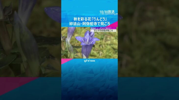 青紫色の可憐な花「りんどう」が見ごろ 妙法山・阿弥蛇寺の境内に数千株が群生 和歌山・那智勝浦町 #shorts #読売テレビニュース