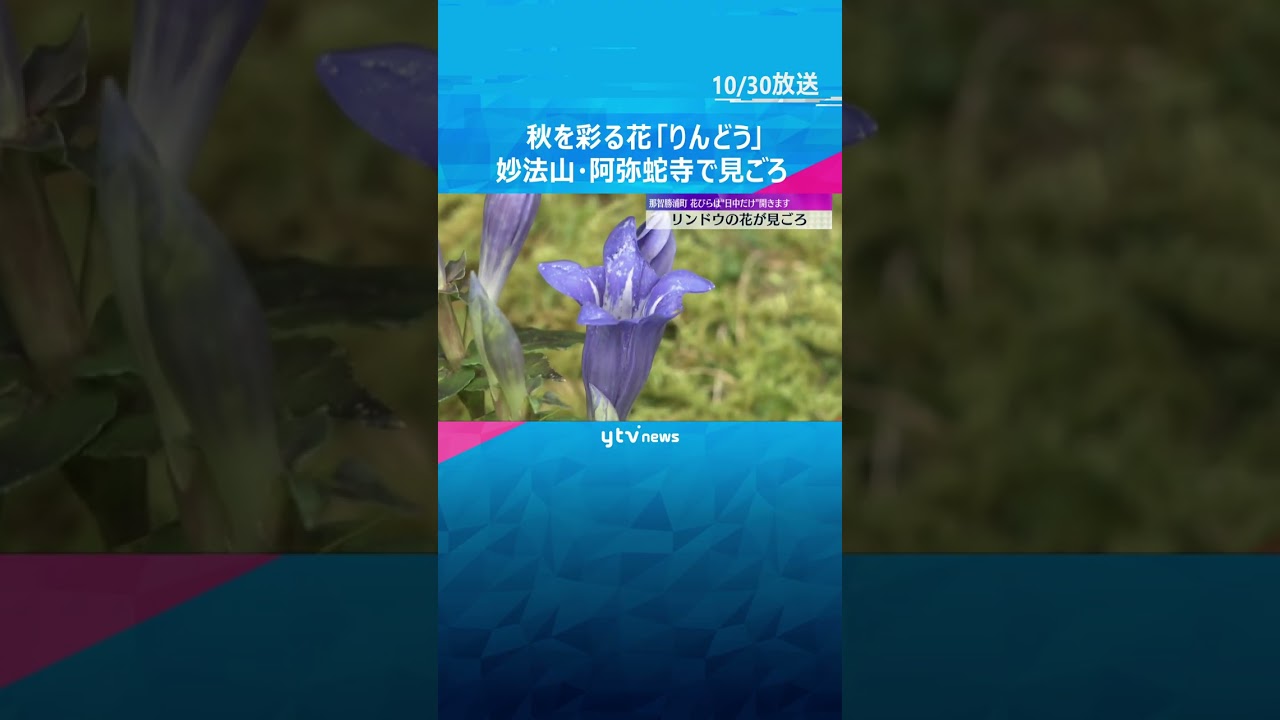 青紫色の可憐な花「りんどう」が見ごろ　妙法山・阿弥蛇寺の境内に数千株が群生　和歌山・那智勝浦町　#shorts #読売テレビニュース