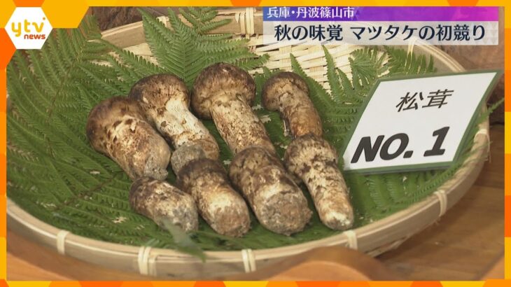 「香りと甘さを楽しんで」マツタケの初競り8本85万円で落札　猛暑の影響懸念も例年より豊作の見込み