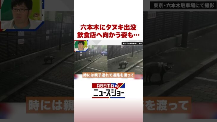 六本木にタヌキ出没 飲食店へ向かう姿も… #ABEMA的ニュースショー #Shorts