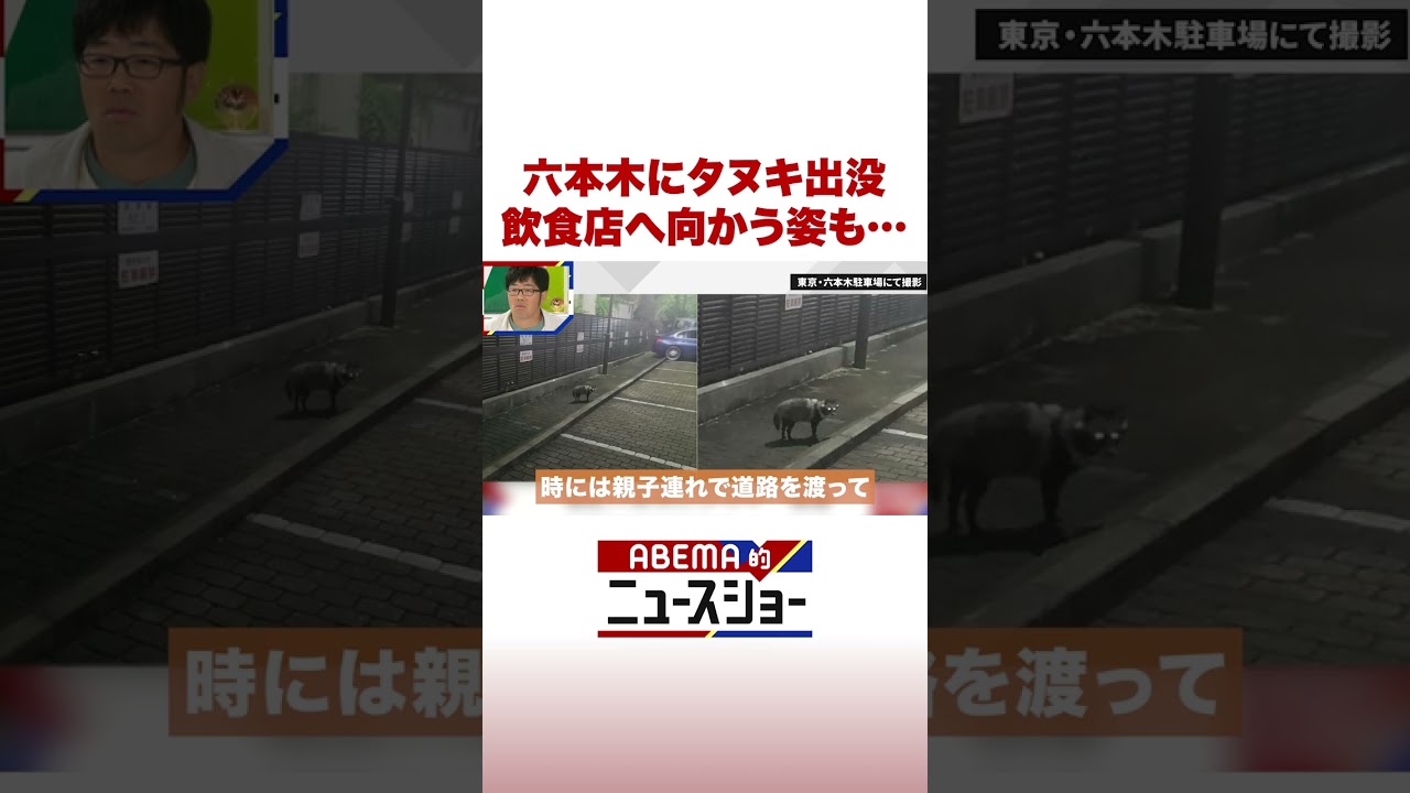 六本木にタヌキ出没 飲食店へ向かう姿も… #ABEMA的ニュースショー #Shorts