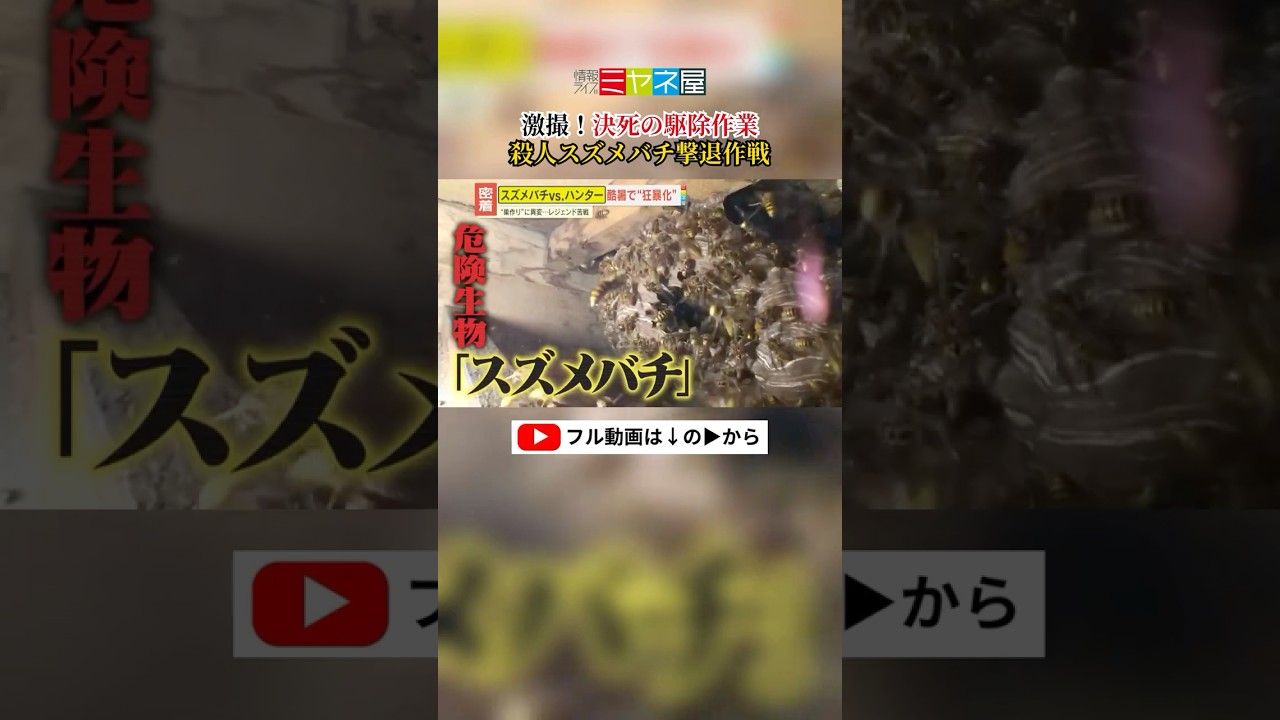 決死の駆除作業！スズメバチVSハンター#スズメバチ #スズメバチ駆除 #読売テレビニュース