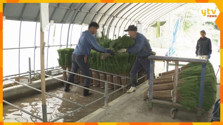 正月飾り用「若松」出荷準備へ　1年中青々と茂る若松は「不老長寿」の象徴　兵庫・丹波市