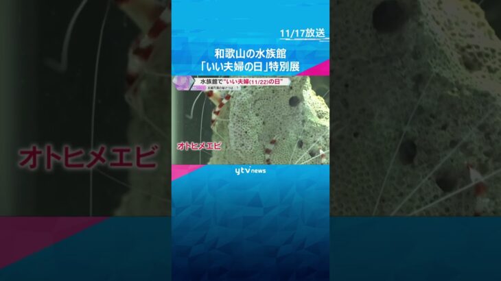 11月22日は『いい夫婦の日』夫婦円満の秘訣　エビから学ぶ”つかず離れずの良い距離感”とは？　#shorts #読売テレビニュース