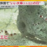 11月22日は『いい夫婦の日』夫婦円満の秘訣　エビから学ぶ”つかず離れずの良い距離感”とは？