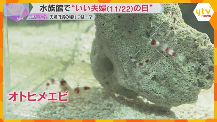 11月22日は『いい夫婦の日』夫婦円満の秘訣　エビから学ぶ”つかず離れずの良い距離感”とは？