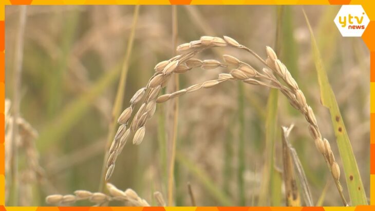 【解説】コメ不足の救世主となるか　2度コメを収穫する「再生二期作」とは？　見えてきた今後の課題