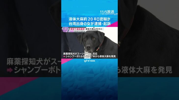 関空で過去最多、約20キロの液体大麻を密輸か　台湾出身の女を逮捕・起訴　麻薬探知犬が異変を察知　#shorts　#読売テレビニュース