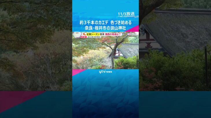 紅葉の名所で約3000本のカエデ色づき始める　「大化の改新」藤原鎌足を祀る談山神社　奈良・桜井市 #shorts #読売テレビニュース