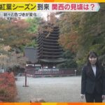 紅葉の名所で約3000本のカエデ色づき始める　「大化の改新」藤原鎌足を祀る談山神社　奈良・桜井市