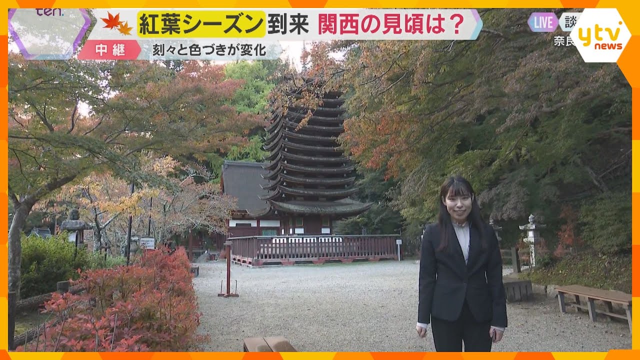 紅葉の名所で約3000本のカエデ色づき始める　「大化の改新」藤原鎌足を祀る談山神社　奈良・桜井市