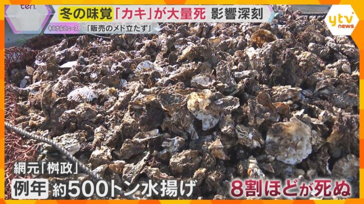 冬の味覚カキがピンチ「7割～8割は死んでいる」兵庫県でも大量死　直売所などオープンできず　