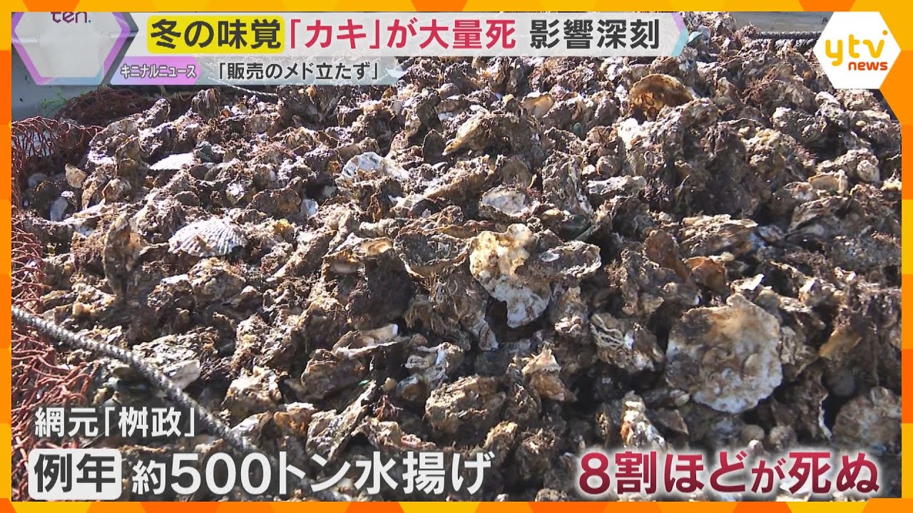 冬の味覚カキがピンチ「7割～8割は死んでいる」兵庫県でも大量死　直売所などオープンできず　
