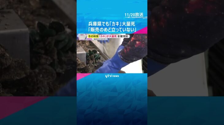 冬の味覚カキがピンチ「7割～8割は死んでいる」兵庫県でも大量死　直売所などオープンできず　#shorts　#読売テレビニュース