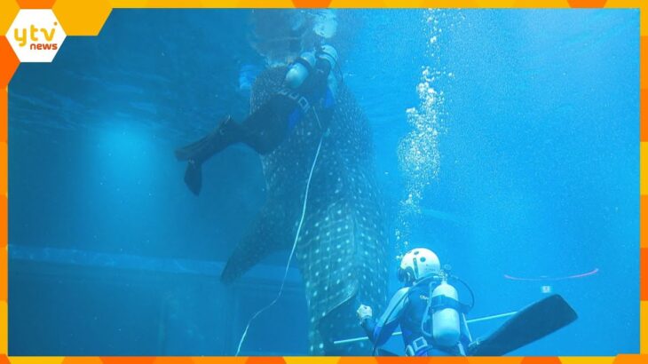 【大阪・海遊館】ジンベエザメ「海くん」の身体測定　5メートル30センチ、体重は1100キログラム