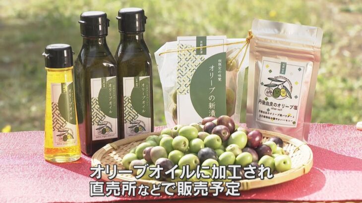 宮津市でオリーブの実の収穫　ことしは例年に比べておよそ２倍の収穫量に