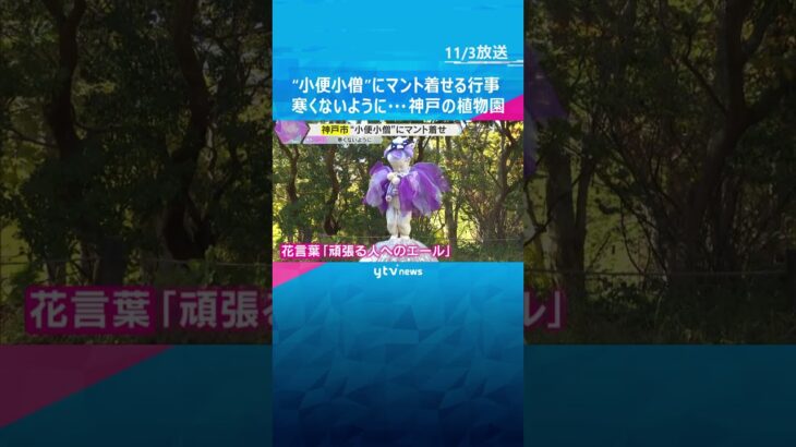 マスコット「小便小僧」にマントを着せる恒例行事　冬を前に寒くないように…神戸市の六甲高山植物園 #shorts #読売テレビニュース
