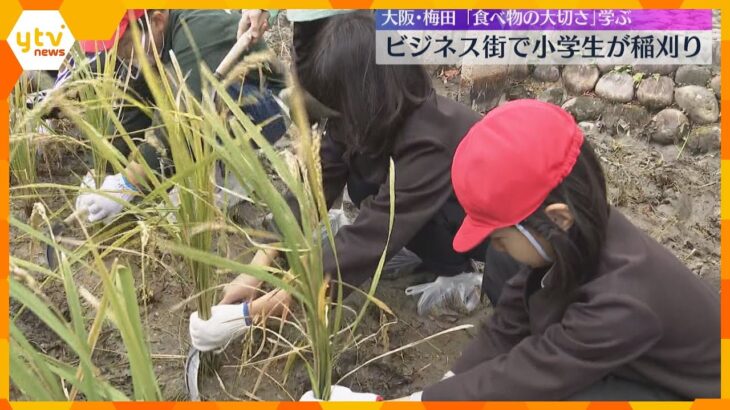 大阪・梅田のビジネス街で稲刈り体験　地元の小学生約120人が参加「食べるの楽しみ」