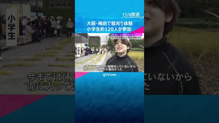 大阪・梅田のビジネス街で稲刈り体験　地元の小学生約120人が参加「食べるの楽しみ」　#shorts #読売テレビニュース