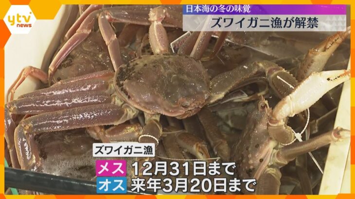 日本海の冬の味覚・ズワイガニ漁解禁　兵庫・新温泉町の漁港で水揚げ始まる　午後から初セリ開催